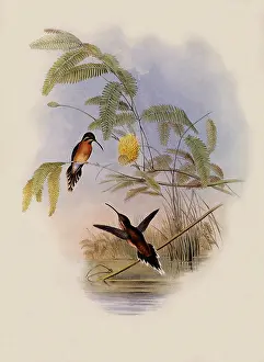 Hermit: Longuemare's Hermit, PhaEothornis Longuemareus