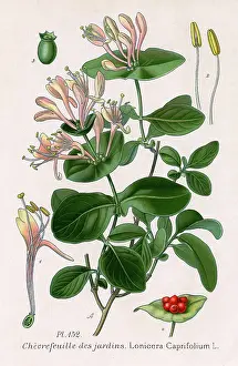 Jardins: LONICERA CAPRIFOLIUM