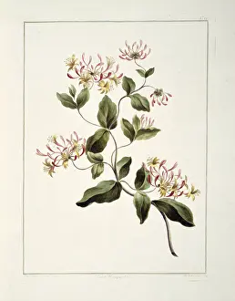 Asterid: Lonicera caprifolium, Dutch honeysuckle