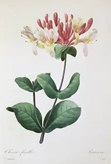 Fleurs: Lonicera caprifolium, honeysuckle