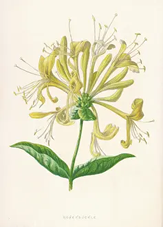 Periclymenum: Lonicera Periclymenum