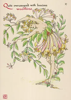 Periclymenum: Lonicera Periclymenum