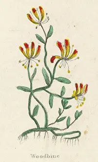 Periclymenum: LONICERA PERICLYMENUM