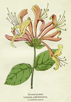 Periclymenum: LONICERA PERICLYMENUM