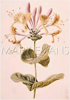 Periclymenum: LONICERA PERICLYMENUM