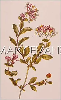 Periclymenum: LONICERA PERICLYMENUM