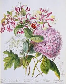 Twining: Lonicera sp. honeysuckle