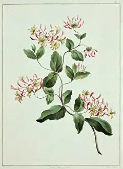 Asterid: Lonicera sp. honeysuckle