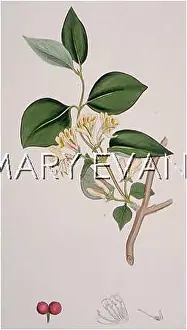 Lonicera: LONICERA XYLOSTEUM