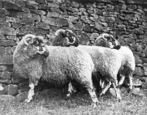 Pennines: THREE LONK SHEEP