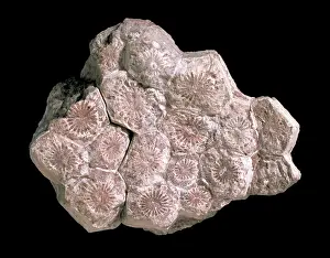 Carbonate: Lonsdaleia, coral
