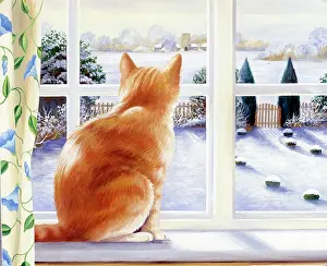 Cats: On the Look Out, ginger cat