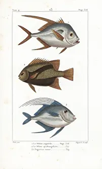 Selene: Lookdown 1, 3 and Atlantic spadefish 2