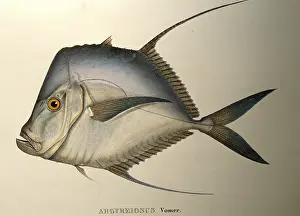 Selene: Lookdown fish