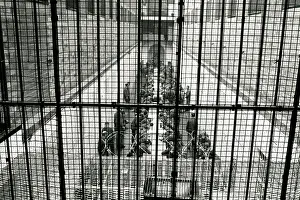 Leeuwkop: Looking through the bars at Leeuwkop prisoners