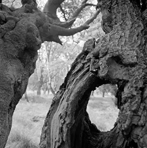 Gnarled: Trees