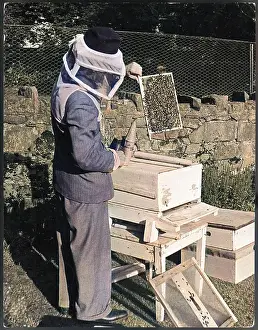 Beekeeping: LOOKING FOR QUEEN BEE