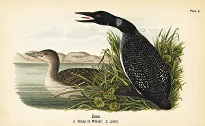 Loon: Loon, Gavia immer