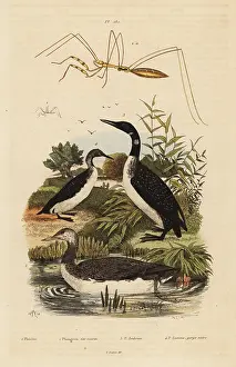 Loon: Loons and thread-legged bug