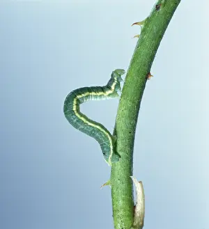 Looper: Looper caterpillar