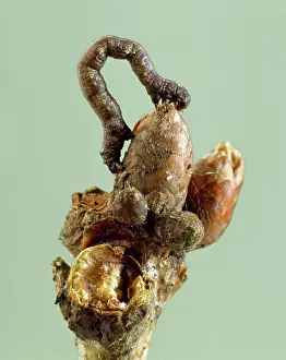 Looper: A looper caterpillar looking like a twig