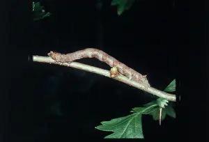 Looper: A looper caterpillar looking like a twig