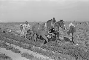 Carrots: Loosening carrots from soil with plow before pulling in orde