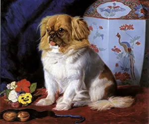Imported: Lootie the Pekingese