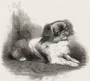 99th: Looty, the Pekingese dog