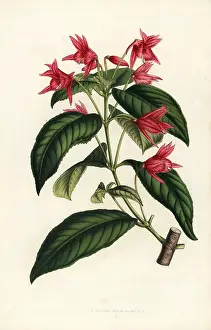 Macrophylla: Lopezia grandiflora