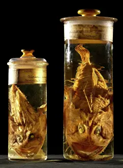 Lophiodes naresi, monkfish