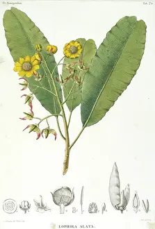 Malpighiales: Lophira alata, ekki