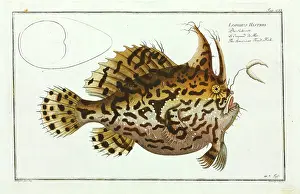 Ray Finned: Lophius histrio or The American toad-fish