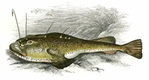 Toad: Lophius piscatorius, or Anglerfish