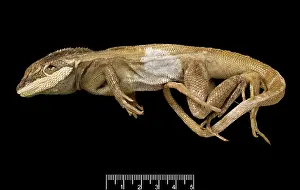 Essington: Lophognathus gilberti, gilbert's dragon