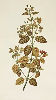 Endeavour: Lophomyrtus bullata, ramarama
