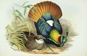 Iridescent: Lophophorus impejanus, Himalayan monal