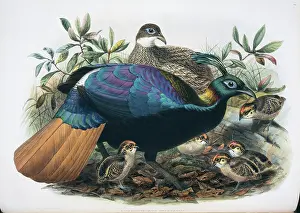 Nape: Lophophorus impejanus, Himalayan monal