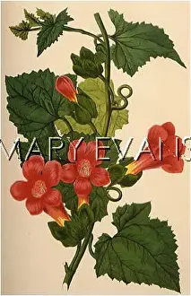 Scandens: LOPHOSPERMUM SCANDENS