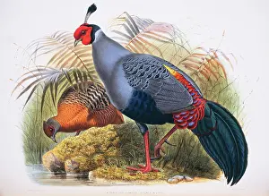 Filament: Lophura diardi, Siamese fireback