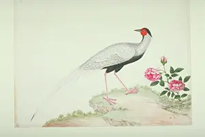 Mimosa: Lophura nycthemera, silver pheasant