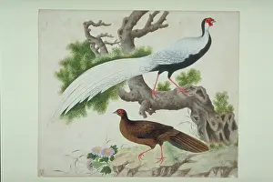 Mimosa: Lophura nycthemera, silver pheasant