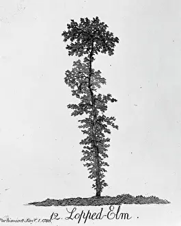 Cozens: Lopped Elm