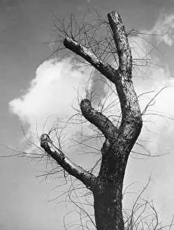 Pruned: LOPPED TREE BRANCHES
