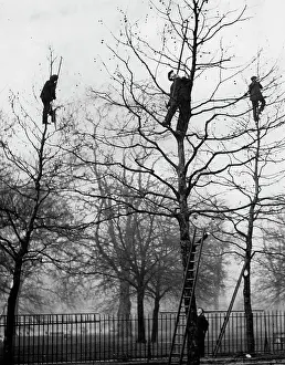 Cutters: Lopping trees