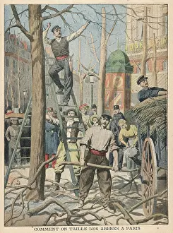 Pruning: LOPPING TREES IN PARIS