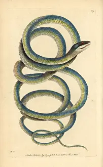 Lora: Lora or Parrot snake, Leptophis ahaetulla