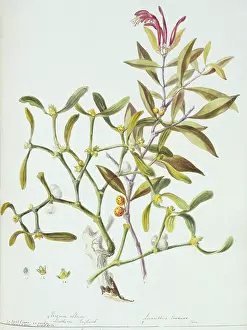 Twining: Loranthus sp. mistletoe