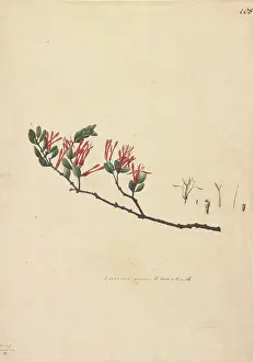 Santalales: Loranthus tetrapetalus