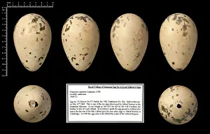 Eggshell: Lord Lilford's great auk egg